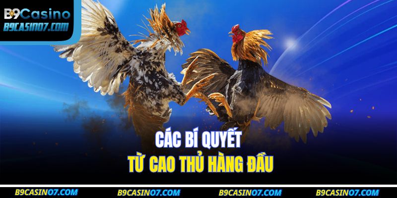 Các bí quyết từ cao thủ hàng đầu