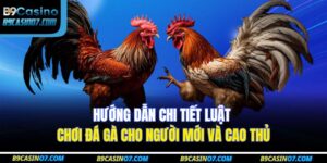 luật chơi đá gà