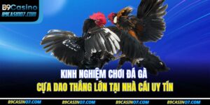 đá gà cựa dao